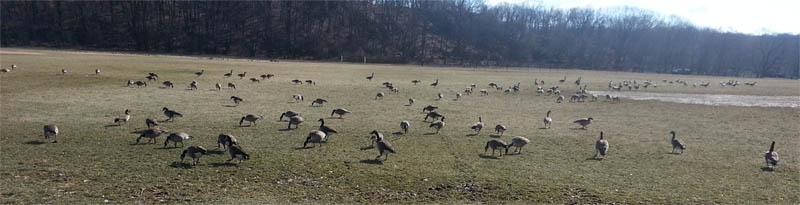 geese