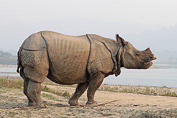 Indian rhinoceros