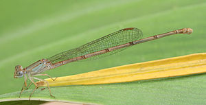 Ceriagrion glabrum immature female.jpg