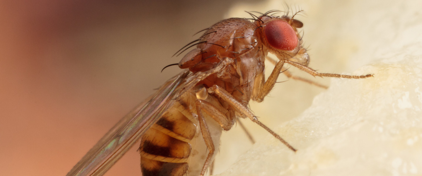 Brown fly sits against a piece of fruit