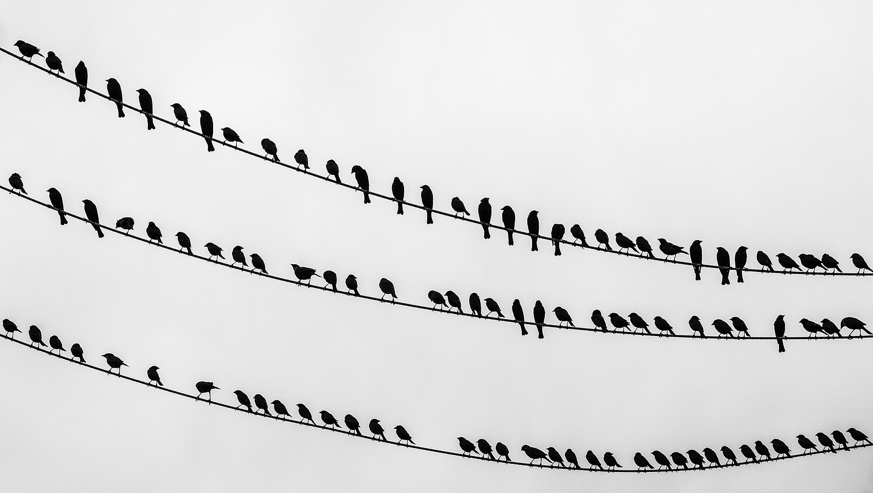 Birds on the wire - crop.jpg