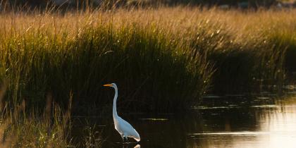 Migratory Bird Treaty Act Rule