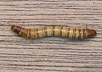 Tenebrio molitor (meelworm).jpg