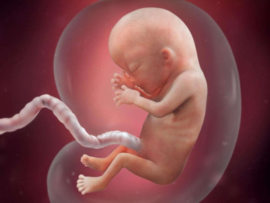 Fetal development diagram – three months