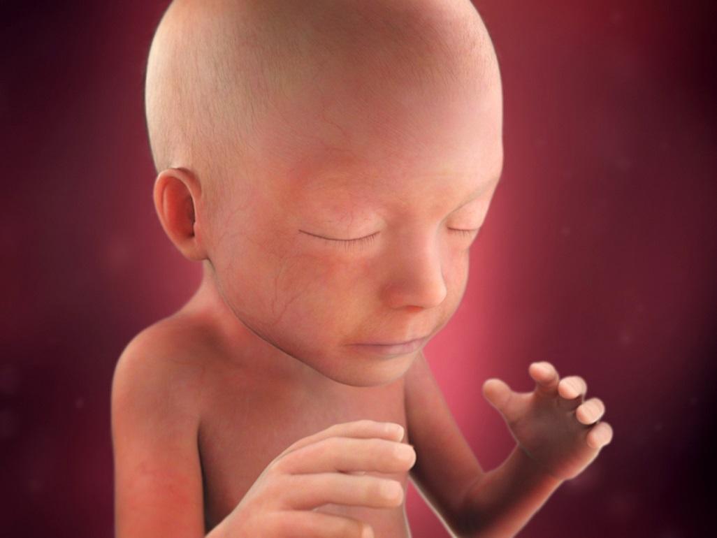 Fetal development diagram – five months