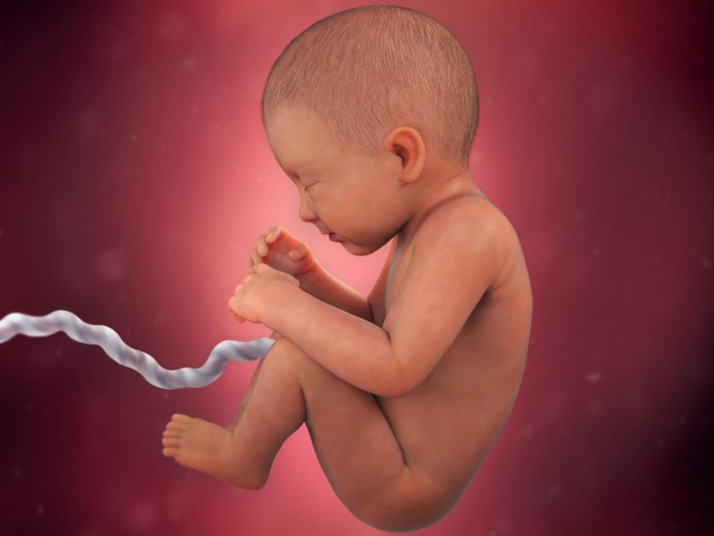 Fetal development diagram – eight months