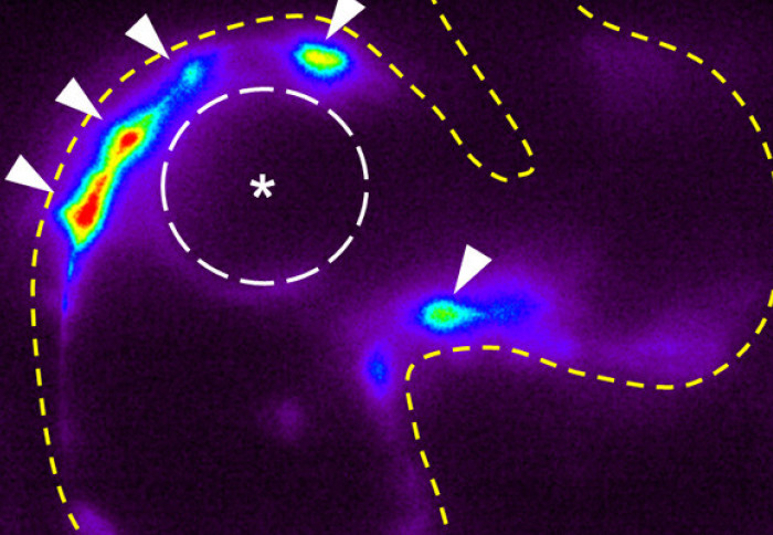 Bioengineers find new way heart valves grow – and go wrong 