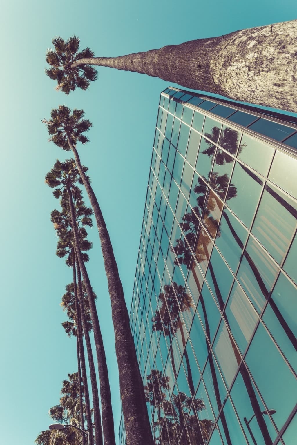 glass covered building lined with palm trees