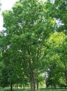 Carya illinoinensis.jpg