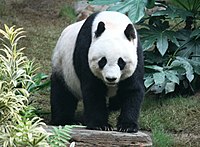 Grosser Panda.JPG