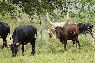 Ankole-Watusi - ankole longhorn cows 01.jpg