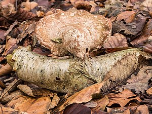 Berkenzwam (Piptoporus betulinus) op afgebroken berkentak in een natuurlijk biotoop 03.jpg