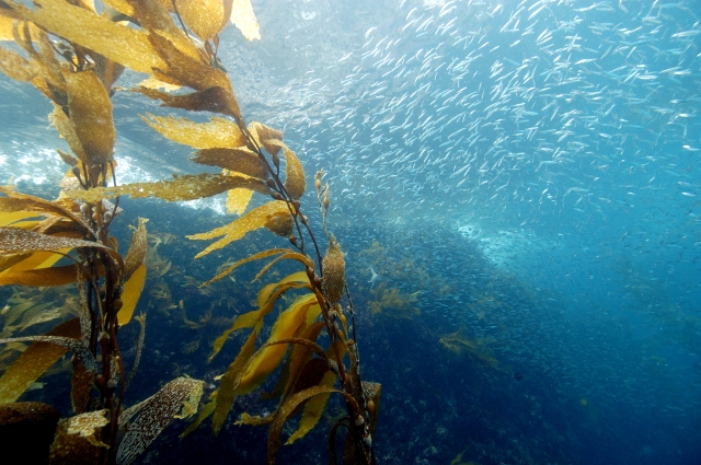 Kelp Forest