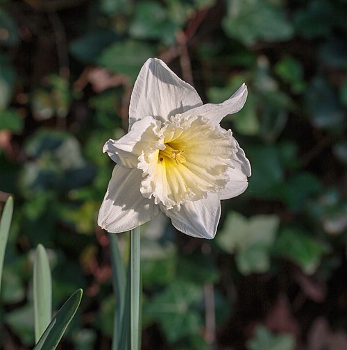 Narcissus 'Ice Follies' 02.jpg