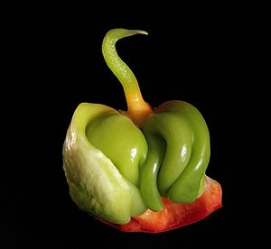 IleBaby Bell pepper Capsicum annuum 2.jpg