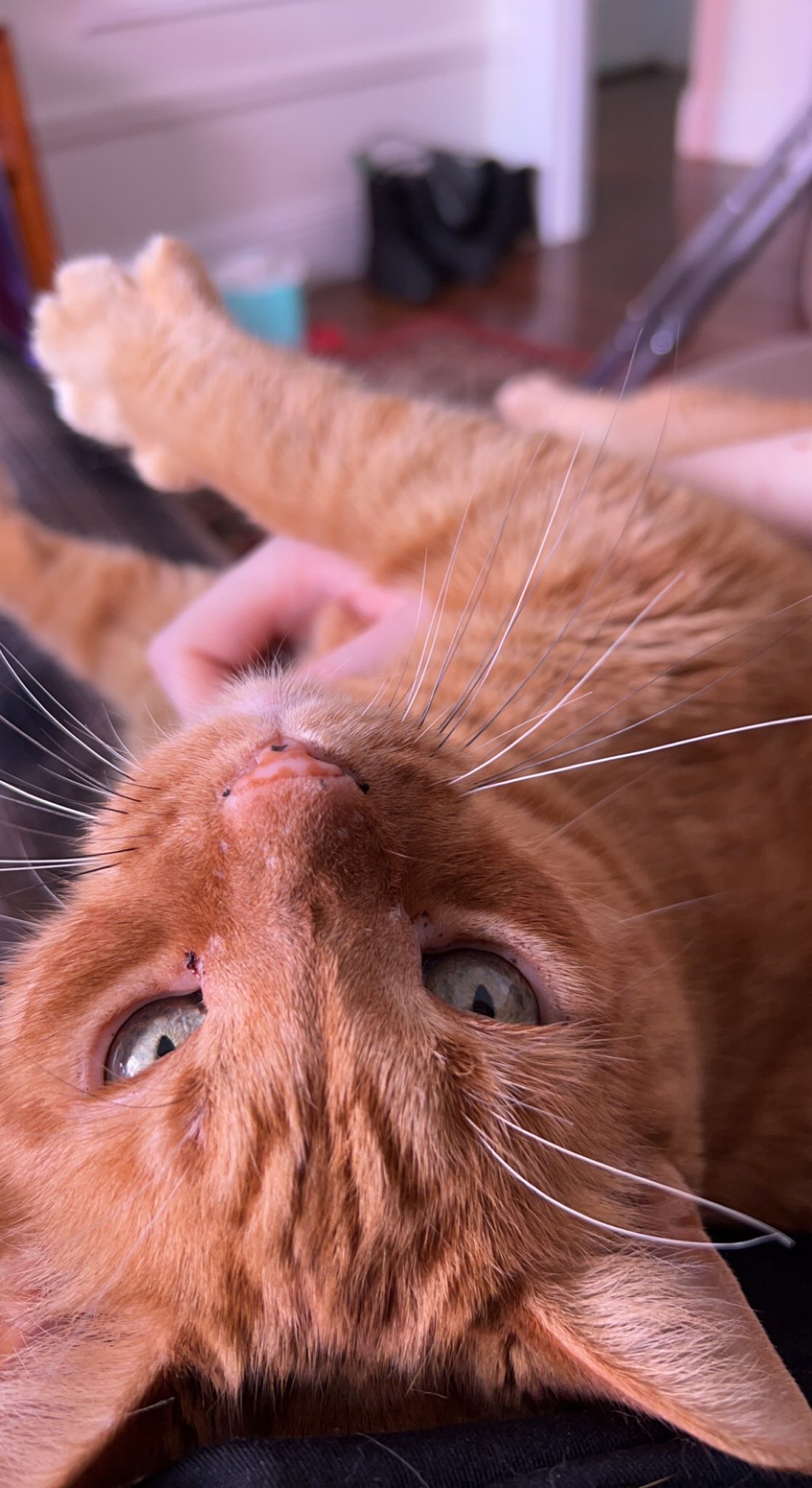 An orange cat, lying on a lap while getting pet. He’s looking at the camera accusingly, as if to say “these pets and your display of affection could be better”