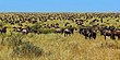 Wildebeest-during-Great-Migration.JPG