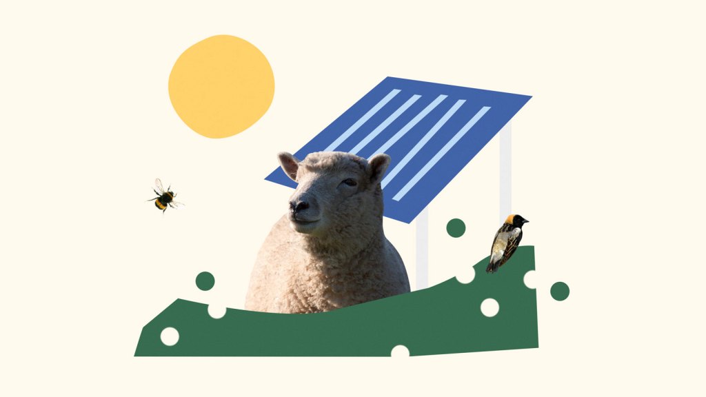 Sheep sitting beside solar panel