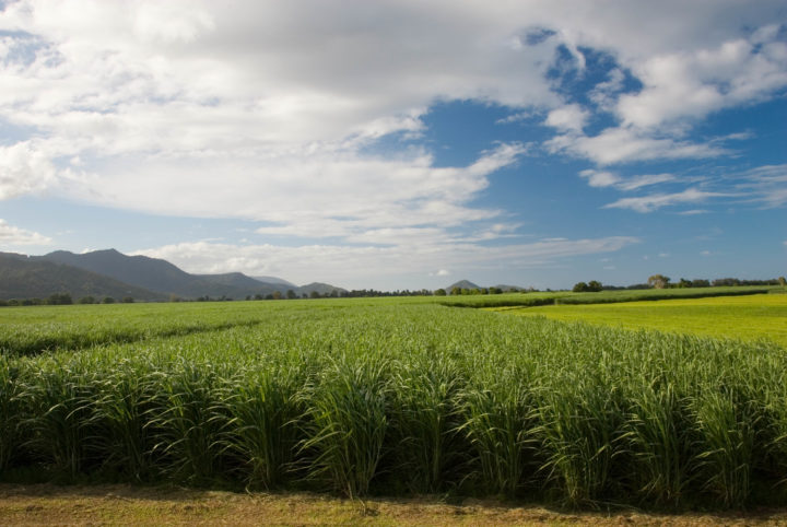 Rethinking biofuels: the future of energy?