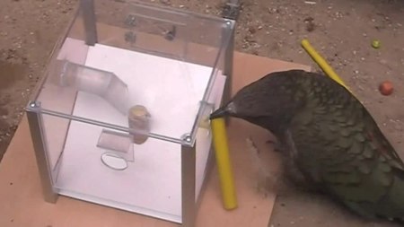 File:Flexibility-in-Problem-Solving-and-Tool-Use-of-Kea-and-New-Caledonian-Crows-in-a-Multi-Access-Box-pone.0020231.s002.ogv