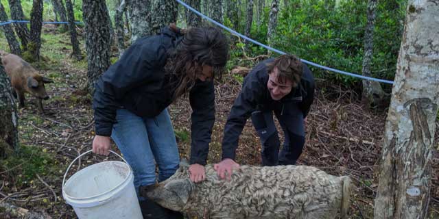 volunteer-reforestation