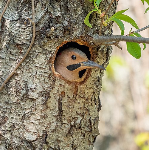 Flicker hole in CP (31848).jpg