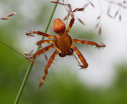 2013.07.01-14-Wustrow-Neu Drosedow-Erdbeerspinne-Maennchen.jpg