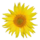 Tournesol.png