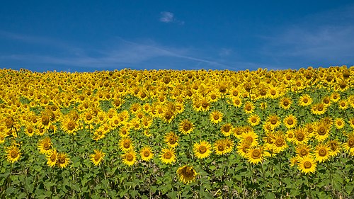 Arkaia - Girasoles -BT- 04.jpg