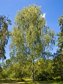 Betula pendula 001.jpg