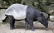 Tapir malayo (Tapirus indicus), Tierpark Hellabrunn, Múnich, Alemania, 2012-06-17, DD 01.JPG