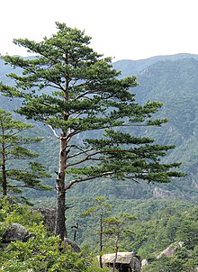 Pinus densiflora Kumgangsan.jpg