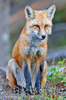 Red fox.jpg