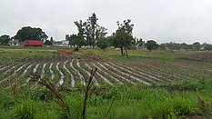 Planting season in Harare.jpg