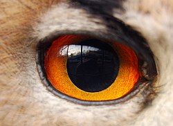 Eagle(owl)-eye.JPG