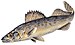 Blue walleye.jpg