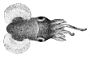 Heteroteuthis hawaiiensis1.jpg