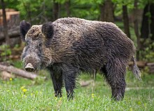 Wildschwein, Nähe Pulverstampftor (cropped).jpg