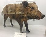 Sus scrofa meridionalis - Museo Civico di Storia Naturale Giacomo Doria - Genoa, Italy.jpg