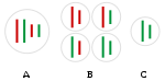 Hybridogenesis in water frogs gametes.svg