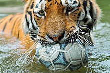 Tiger biting a soccer ball in water