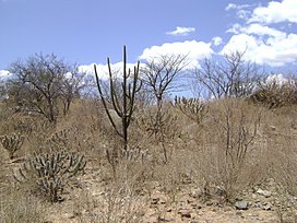 Caatinga-400x300.jpg