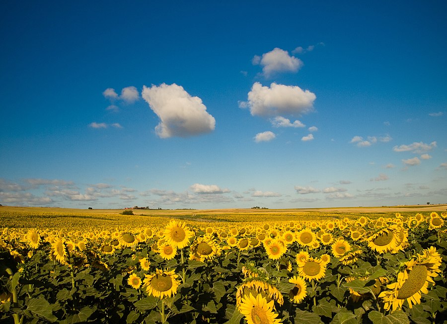 Por los campos 2 (3659741717).jpg