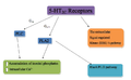 5HT2C pathway.png