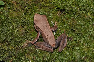 Clinotarsus curtipes-Aralam-2016-10-29-001.jpg