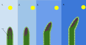 A diagram of the mechanism of phototropism in oat coleoptiles