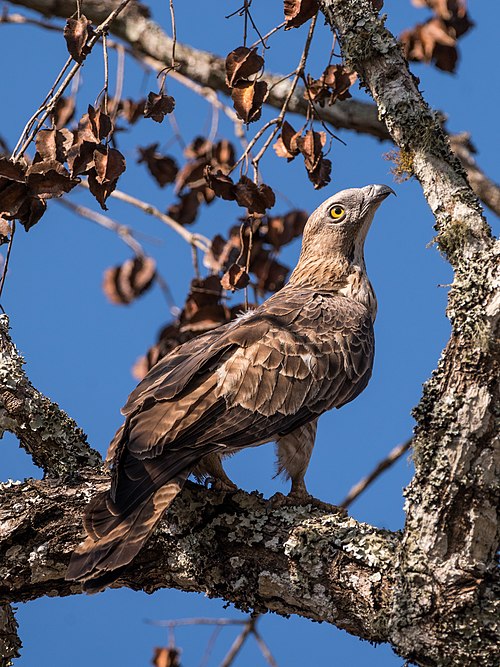 Oriental honey buzzard Mudumalai Mar21 DSC01405.jpg