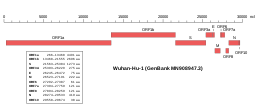 SARS-CoV-2 genome.svg