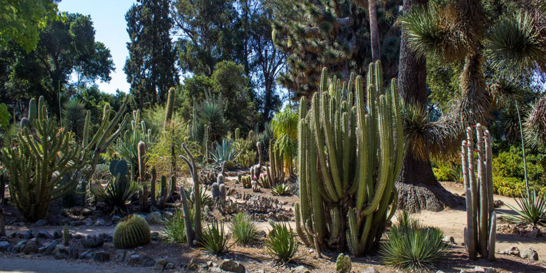 Stanford cactus garden