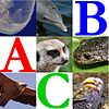 Wikijunior Animal Alphabet.jpg